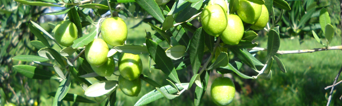 Oljka (Olea europaea)