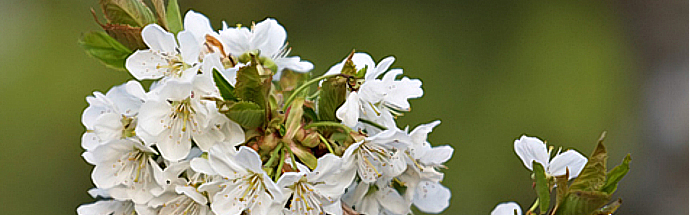 Češnja (Prunus avium)