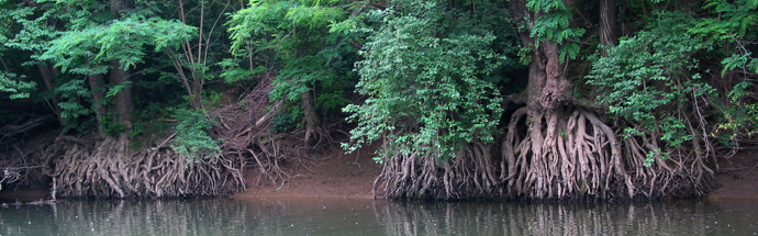 Črna jelša (Alnus glutinosa)