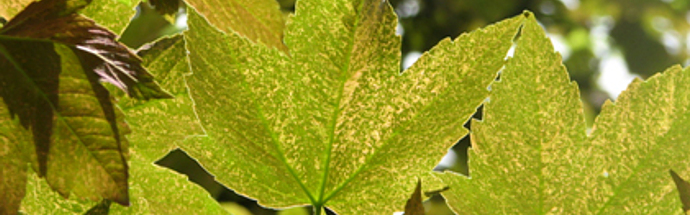 Gorski ali beli javor (Acer pseudoplatanus L.)