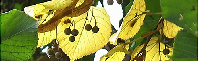 Lipa (Tilia platyphyllos)