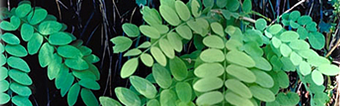Robinija (Rubinia pseudoacacia)