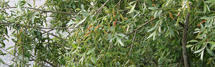 Vrba (Salix caprea)