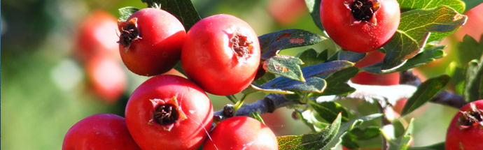 Navadni glog (Crataegus laevigata) in enovratni glog  (Crategus monogyna)