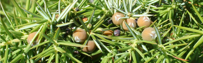 Navadni brin (Juniperus communis)