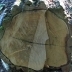 Akacijev les